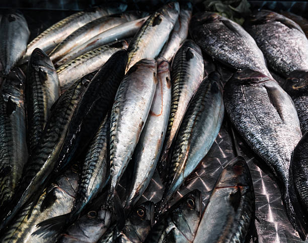 Fresh mackerel fish (Scomber scrombrus).