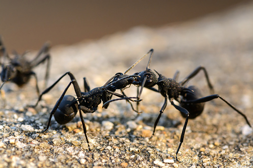 black ants Fighting, Macro