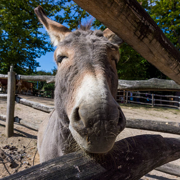 istock Friendly donkey.  head of a small donkey 515964653