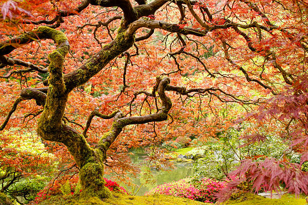 Japanese Maple Tree stock photo
