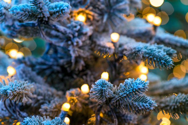 冬クリスマス緑の木のクローズアップや雪 - winter close up nature macro ストックフォトと画像