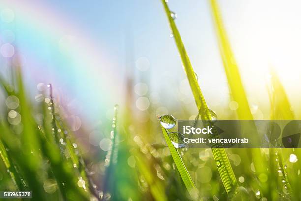 Foto de Grama Fresca Com Orvalho Cai e mais fotos de stock de Arco-íris - Arco-íris, Chuva, Natureza