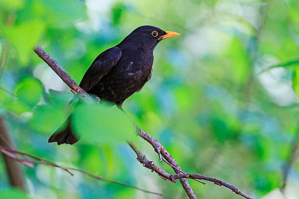 istock black bird among green leaves 515965694