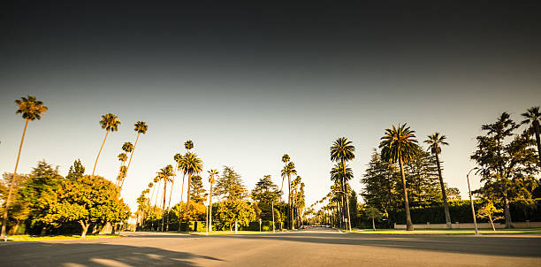 istock Palm tree at sunset on Beverly Hills, California - USA 515965910