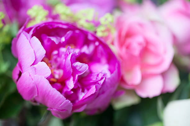istock Pink peony flowers 515967758
