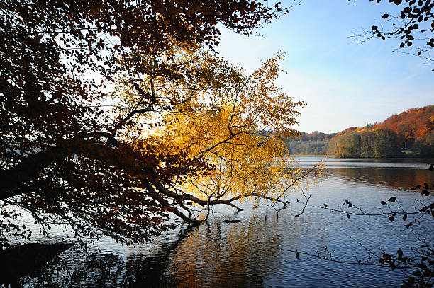 autumn time on lake with colorfull leave and tree. water reflection