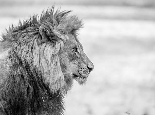 Lion head in black and white Lion head in black and white in the Kruger National Park, South Africa. kruger national park photos stock pictures, royalty-free photos & images