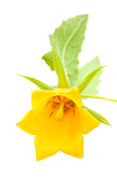 canarina canariensis, das canárias bellflowercity in california usa - campanula white flower single flower imagens e fotografias de stock