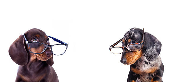 istock puppy Dachshund in glasses 515975070