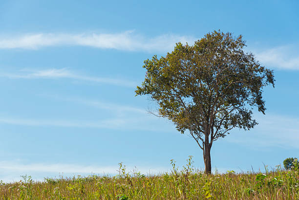istock view of natural resource in tropical rain forest, Thailand 515976446