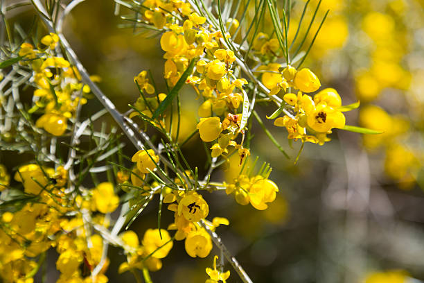 istock Closeup of  Senna artemisioides plant 515977134