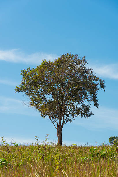 istock view of natural resource in tropical rain forest, Thailand 515977312