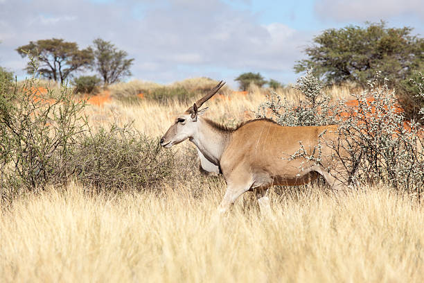 elenantilope antelope - eland stock-fotos und bilder