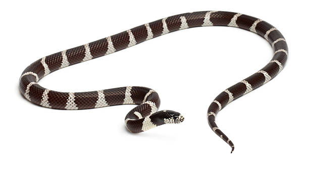 istock Eastern kingsnake or common kingsnake, Lampropeltis getula californiae, 515978490