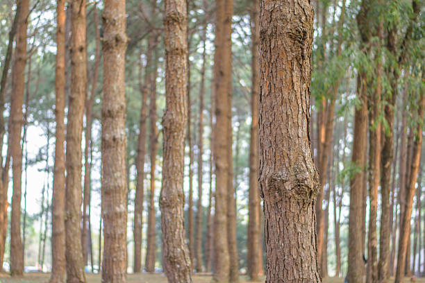 Pine forest with close up of pine trees trunks