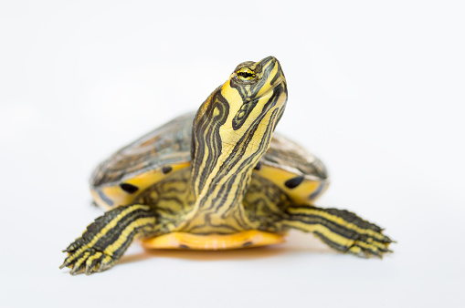 turtle looking up impressed with white background