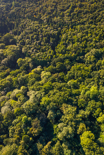 Aerial view down onto vibrant green forest canopy with leafy foliage. ProPhoto RGB profile for maximum color fidelity and gamut.