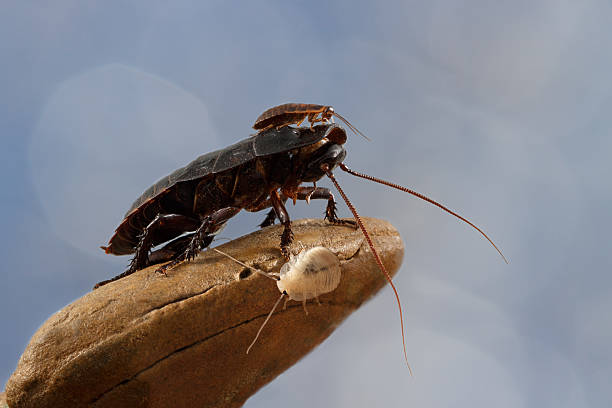zbliżenie trzy madagaskar karaluchy na kamień na niebieskim tle - madagascan zdjęcia i obrazy z banku zdjęć