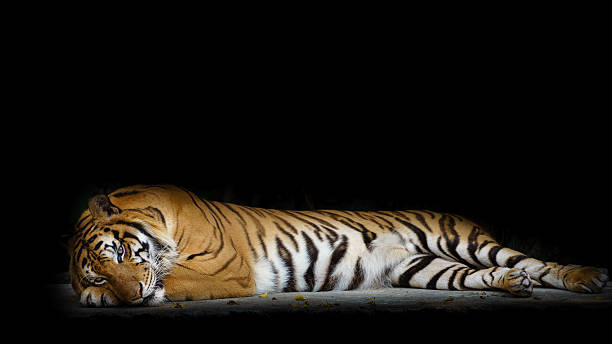 close up face tiger isolated on black background