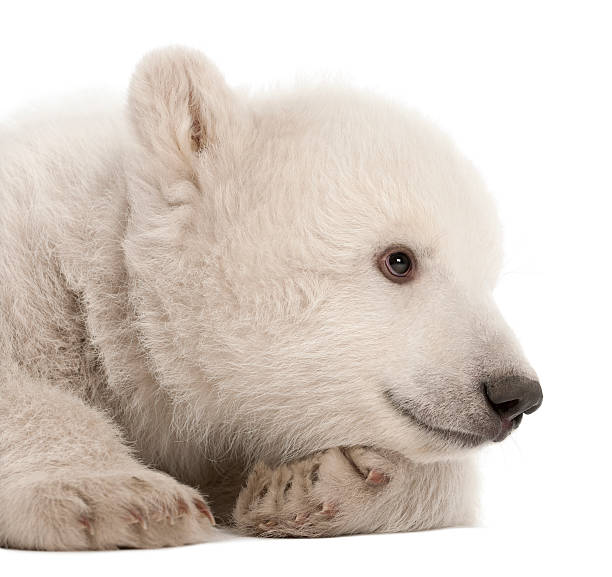 istock Polar bear cub, Ursus maritimus, 3 months old, lying 516001886