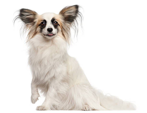 istock Papillon, 15 months old, sitting in front of white background 516002080
