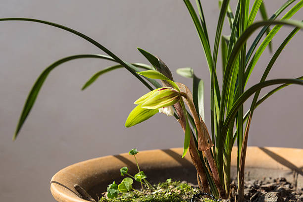 istock Orchid in flowerpot 516002244