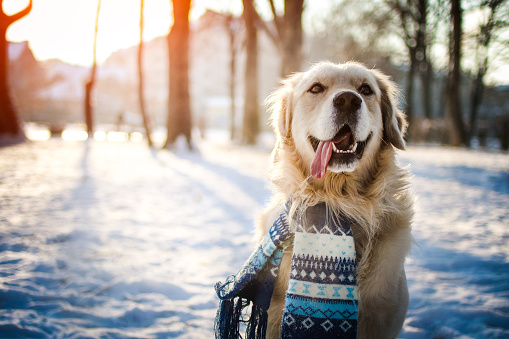 Young golden retriever sitting at the snow on sunny winter day