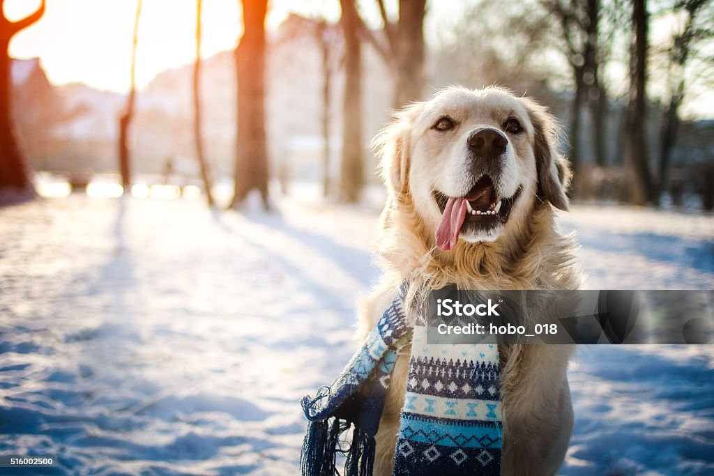 Young golden retriever sitting at the snow Young golden retriever sitting at the snow on sunny winter day Dog Stock Photo