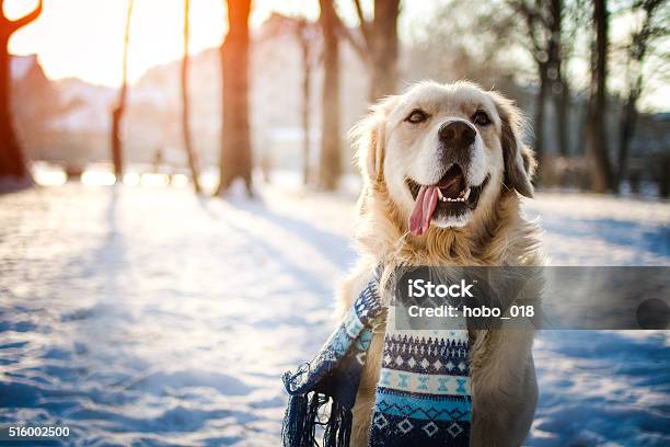 Young Golden Retriever Sitting At The Snow Stock Photo - Download Image Now - Dog, Winter, Snow