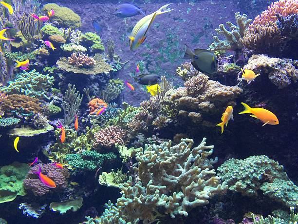 istock Aquarium fishes and corals 516003976