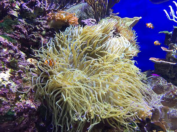 istock Aquarium fishes and corals 516004856