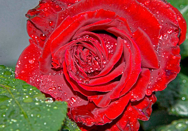 istock red rose in the garden after rain 516005094
