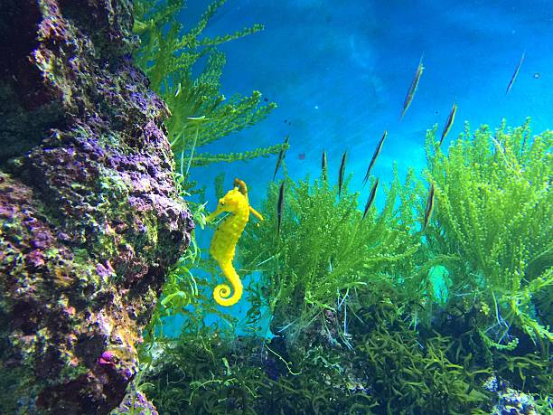 acquario pesci e coralli - cavalluccio marino foto e immagini stock