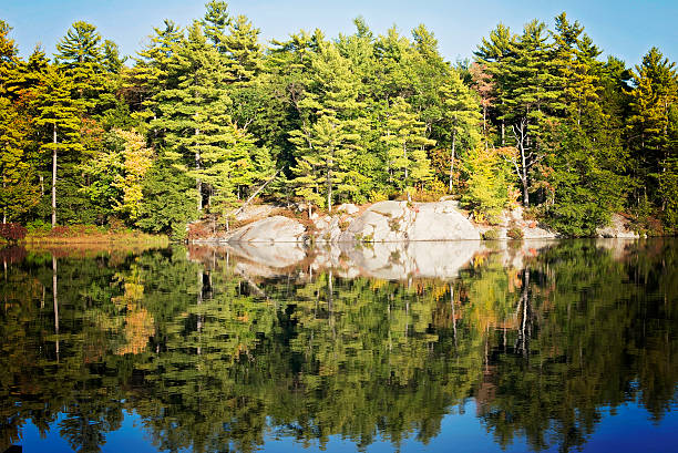 istock Evergreen Trees reflected in a still lake 516005730