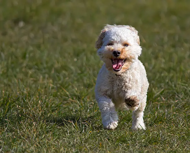 Cavapoo puppy running on grass.