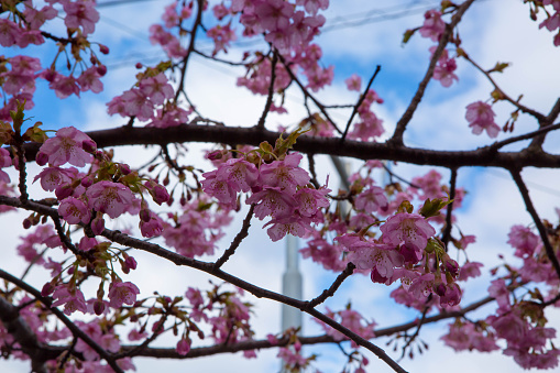 Flowering,sakura,pink