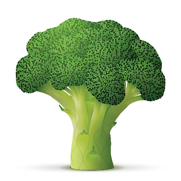 Green flower head of broccoli close up vector art illustration