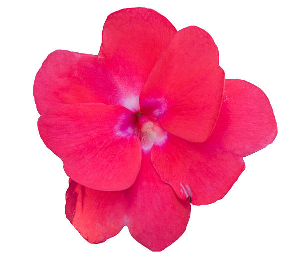 istock Impatiens walleriana red flower. 516007352