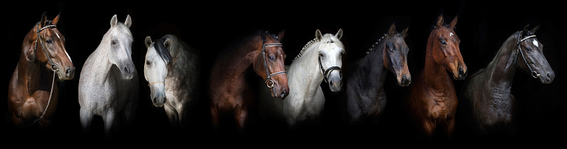 Group of horses isolated on black background