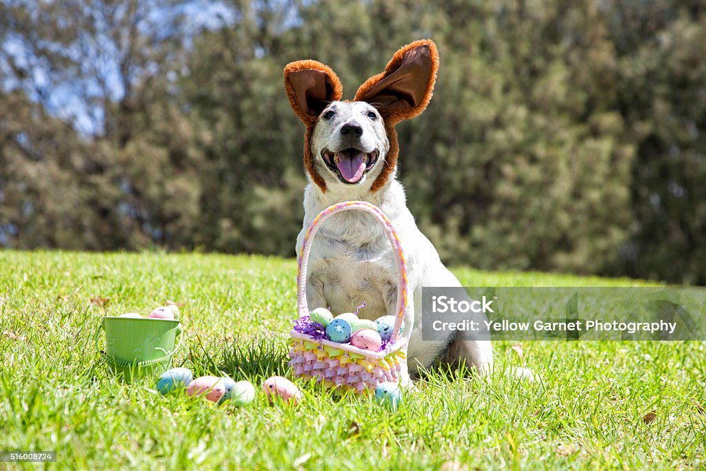 Smiling Easter Bunny Dog A cute little dog dressed as the Easter Bunny with Easter Eggs at the park. Easter Stock Photo