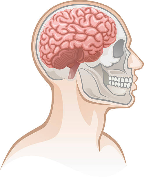 Human head Human head on a white background human neck illustrations stock illustrations