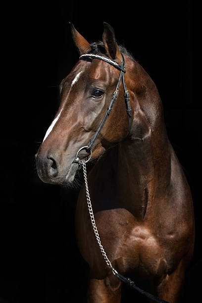 istock Bay horse isolated 516008878