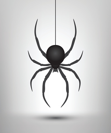 Black spider isolated. Vector spider. Black widow.