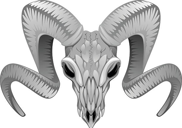 ram 스컬 - animal skull american bison horned ram stock illustrations