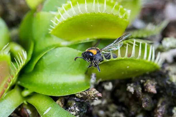 Photo of Bee captured by the Venus flytrap plant