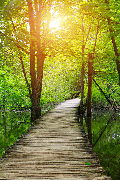istock Wood path in the Plitvice national park 516010266
