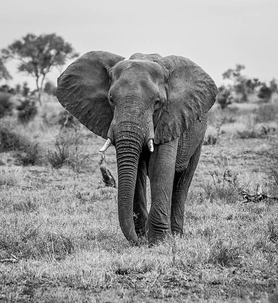istock Elephant walking towards the camera in black and white 516010944
