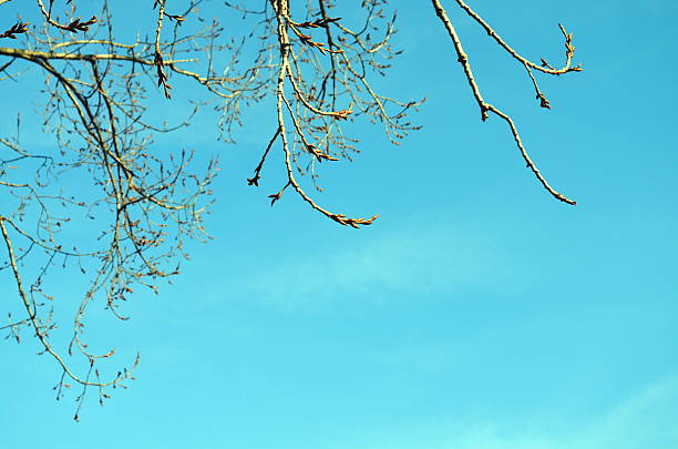 mistle toes on a tree mistle toes on a tree in springtime poplar tree audio stock pictures, royalty-free photos & images