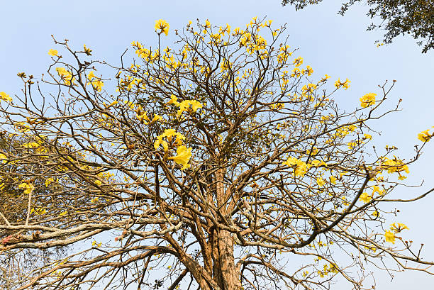 istock Supanika Flowers Cochlospermum regium with Blue Sky 516011472