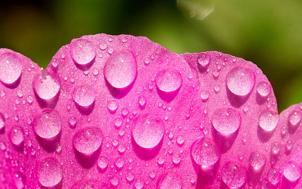 extremo acercamiento de portulaca flor con agua gota - hilight fotografías e imágenes de stock